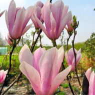 Саженец гибридной магнолии Хевен Ссент в контейнере